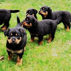 Rottweiler Puppies For Sale viber :+639463422605) | PostAds PH