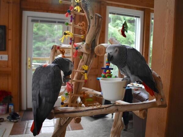 African Greyy Parrots viber :+639463422605)
