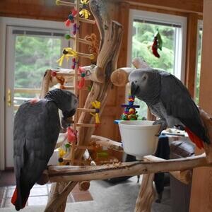 African Greyy Parrots viber :+639463422605) | PostAds PH