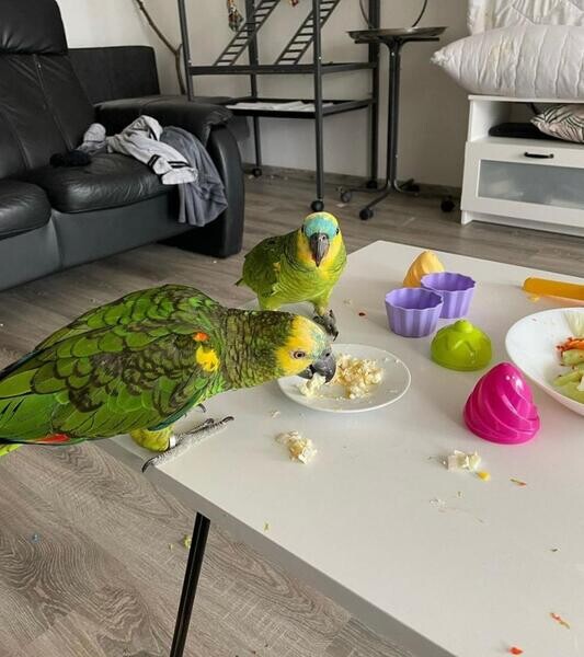 Amazon parrots available viber :+639463422605)
