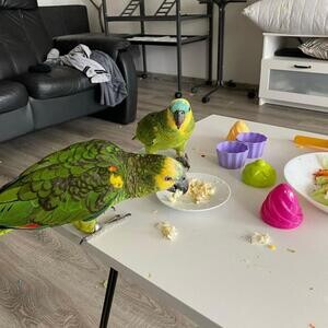 Amazon parrots available viber :+639463422605) | PostAds PH