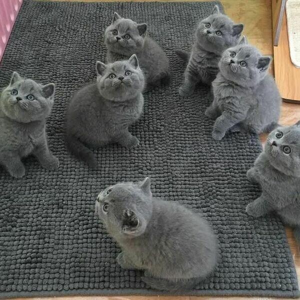 Blue British Shorthair Kittens Ready now