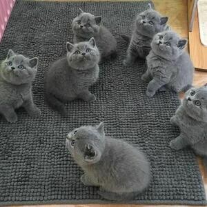 Blue British Shorthair Kittens Ready now | PostAds PH