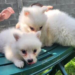 We offer purebred German Spitz puppies. Both genders. | PostAds PH