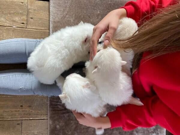 Purebred Pomeranian Puppies Available