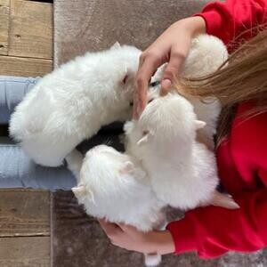 Purebred Pomeranian Puppies Available | PostAds PH