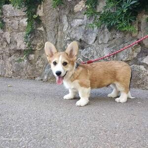 Pembroke Welsh Corgi puppies | PostAds PH