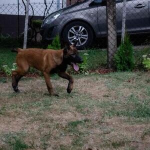 Belgian Shepherd Malinois viber :+639463422605) | PostAds PH