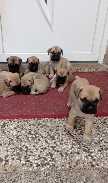 Bullmastiff puppies viber :+639463422605)
