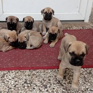 Bullmastiff puppies viber :+639463422605) | PostAds PH