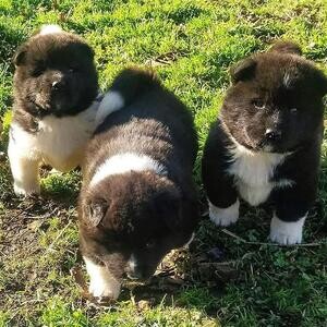akita puppies for sale viber :+639463422605) | PostAds PH
