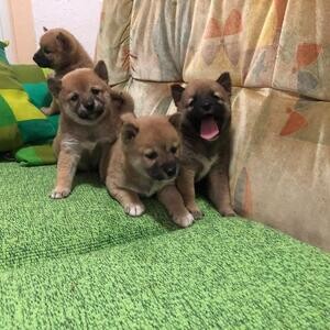 Shiba Inu puppies viber :+639463422605) | PostAds PH