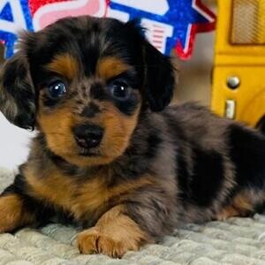 Mini Dachshund Puppies for sale viber :+639463422605) | PostAds PH