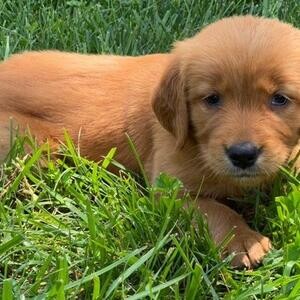 Golden Retriever Puppies for sale viber :+639463422605) | PostAds PH
