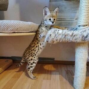 Beautiful Serval and F1 Savannah Kittens Available | PostAds PH