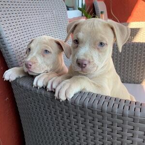Pitbull puppies for sale viber :+639463422605) | PostAds PH