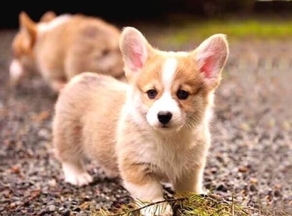 Corgi puppy Viber:(+63-9455-189-371)  WhatsApp:(+63-9455-189-371)