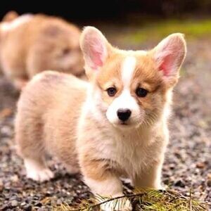Corgi puppy Viber:(+63-9455-189-371) WhatsApp:(+63-9455-189-371) | PostAds PH