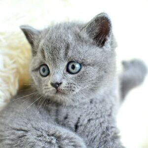 Grey British shorthair kittens Viber:(+63-9455-189-371) | PostAds PH