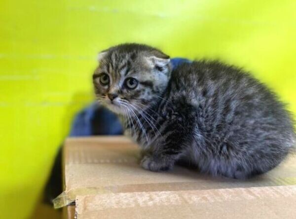 Scottish Fold Kittens WhatsApp:+63-9455-189-371  Viber:+63-9455-189-371