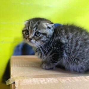Scottish Fold Kittens WhatsApp:+63-9455-189-371 Viber:+63-9455-189-371 | PostAds PH