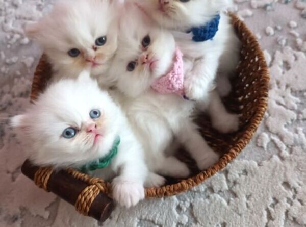 Purebred Persian kittens Viber:(+63-9455-189-371)