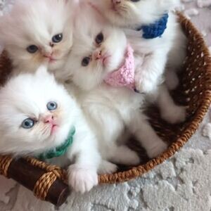 Purebred Persian kittens Viber:(+63-9455-189-371) | PostAds PH