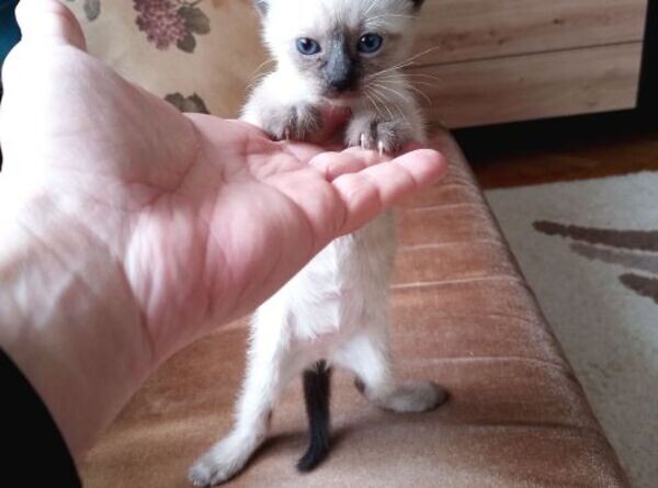 Siamese kittens Viber:(+63-9455-189-371)  WhatsApp:(+63-9455-189-371)