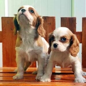 Cavalier King Charles Puppies xx | PostAds PH