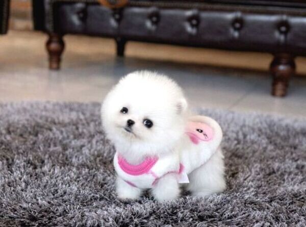 Awesome T-Cup Pomeranian Puppies