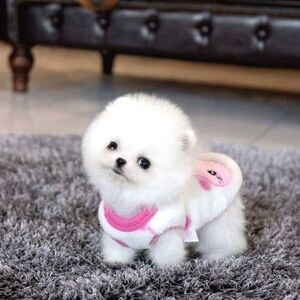 Awesome T-Cup Pomeranian Puppies | PostAds PH