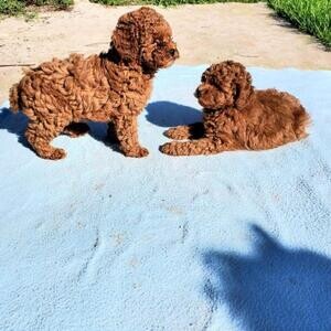 TOY POODLE PUPPIES XX | PostAds PH