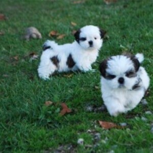 Shih-Tzu puppies xx | PostAds PH
