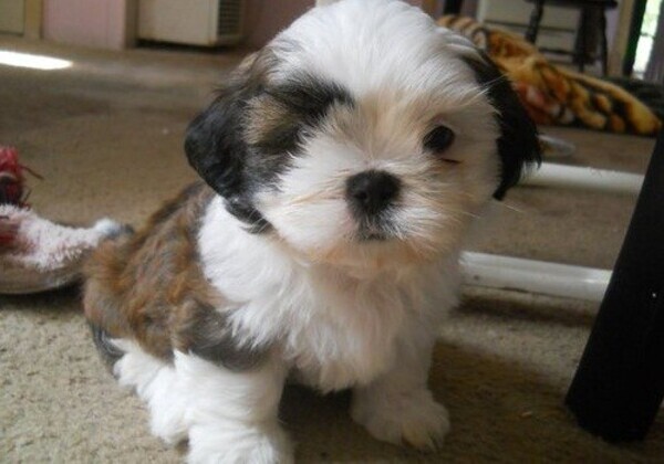 Family Rasied Shih Tzu xx