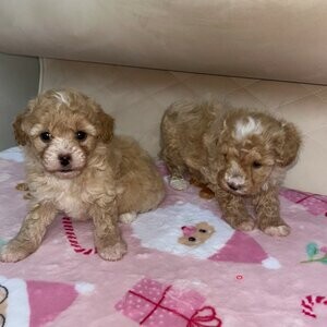 Maltipoo Puppies for Sale xx | PostAds PH