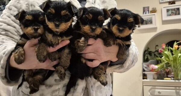 Yorkshire Terrier Puppy xx