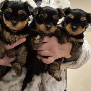 Yorkshire Terrier Puppy xx | PostAds PH