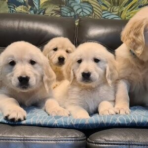 Registered Golden Retriever Puppies | PostAds PH