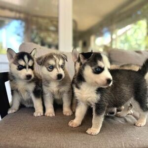 Gorgeous Siberian husky puppies xx | PostAds PH