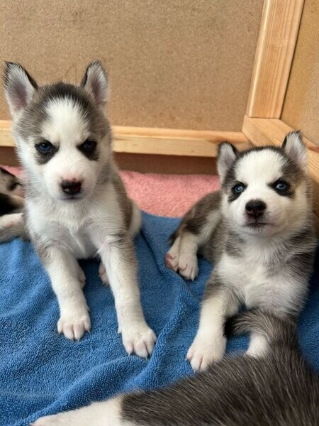 Sweet Siberian Husky Puppies xx