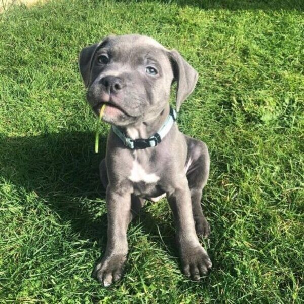 Perfect Blue Staffordshire Bull Terrier Pups