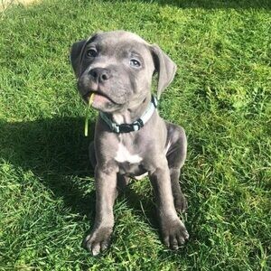 Perfect Blue Staffordshire Bull Terrier Pups | PostAds PH