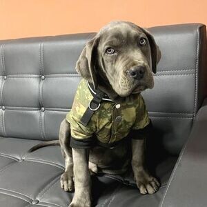 Stunning Cane Corso Puppies xx | PostAds PH