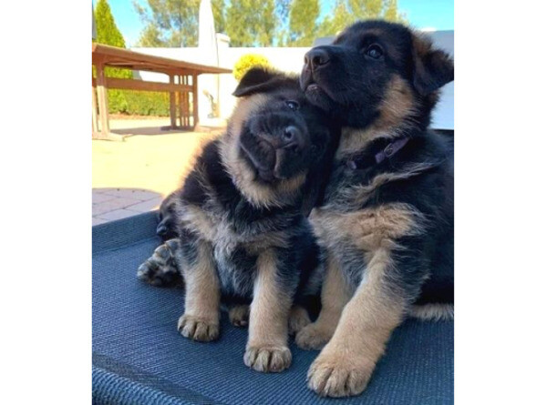 German Shepherd Puppies WhatsApp:+63-9455-189-371