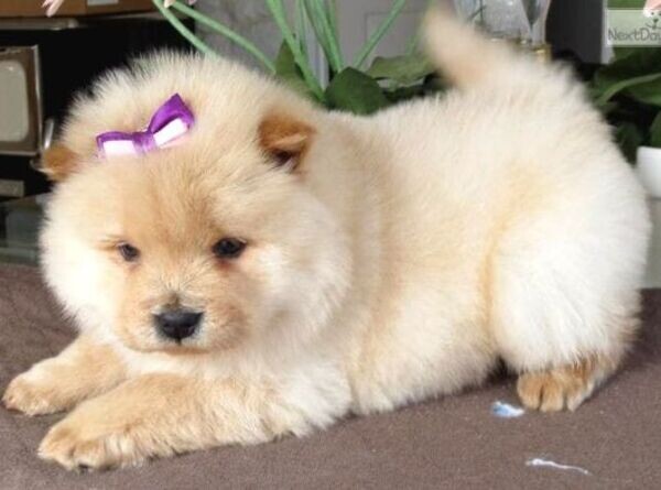 Purebred Chow Chow puppies