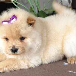 Purebred Chow Chow puppies | PostAds PH