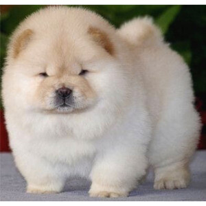 Beautiful Chow Chow Puppies | PostAds PH
