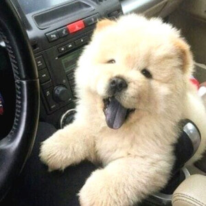 Nice Chow Chow Viber:(+63-9455-189-371) WhatsApp:(+63-9455-189-371) | PostAds PH