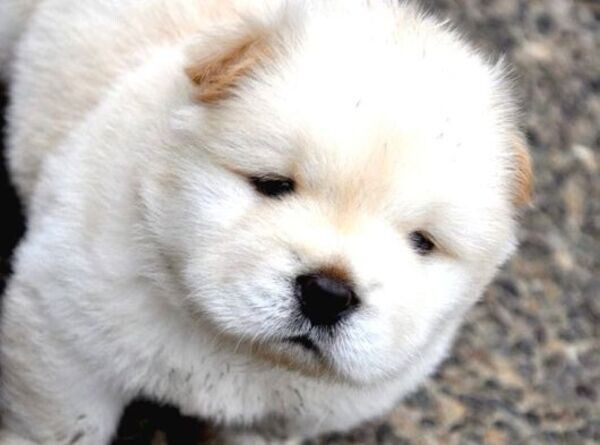 Chow Chow Chow Chow