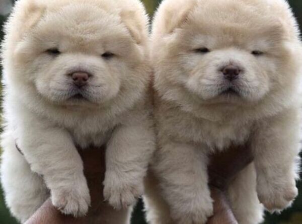 Our Chow Chow Puppies